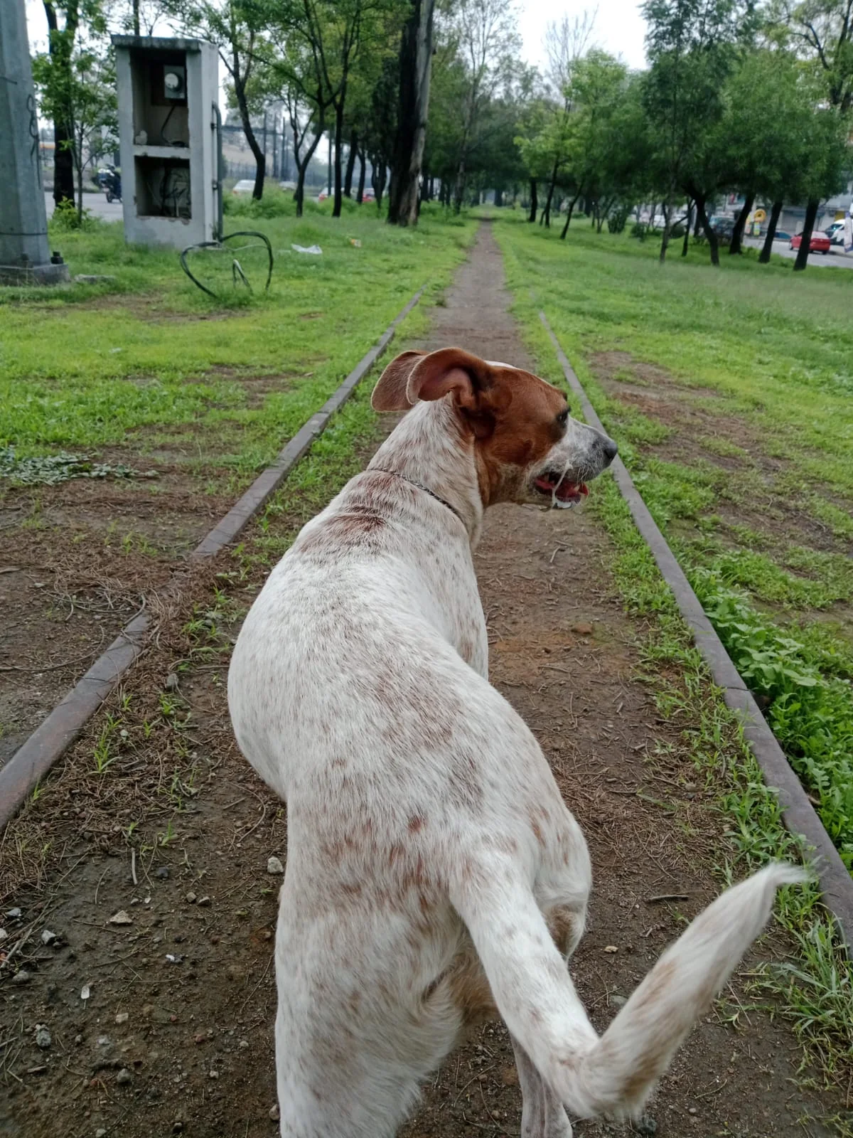 Jolette durante un paseo entre árboles y pasto