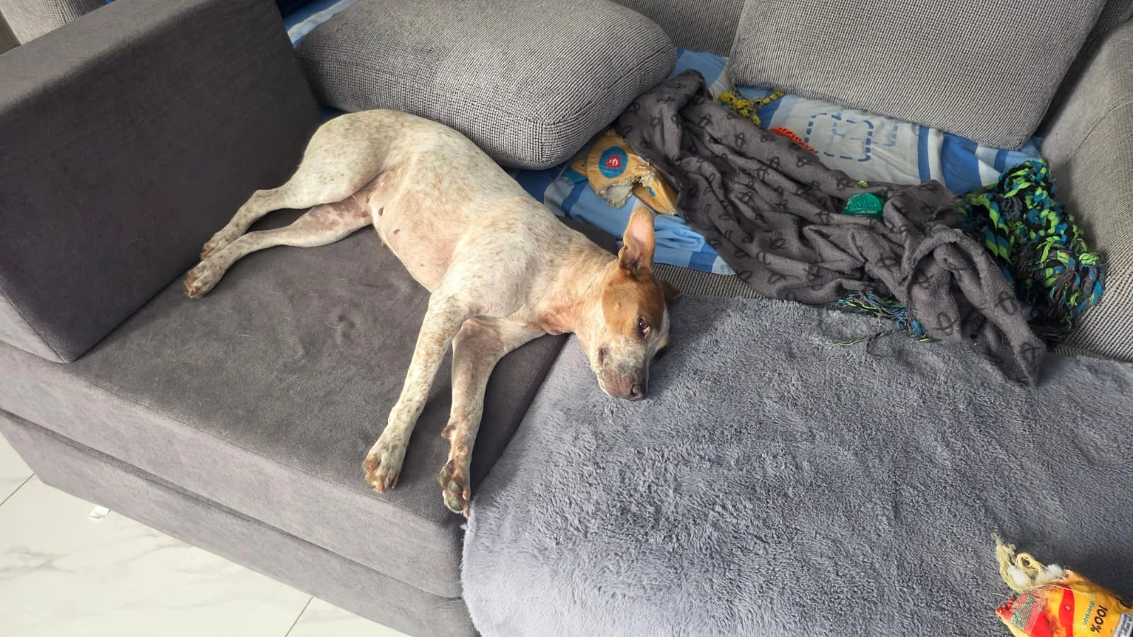 Jolette tomando una siesta cómoda en el sofá