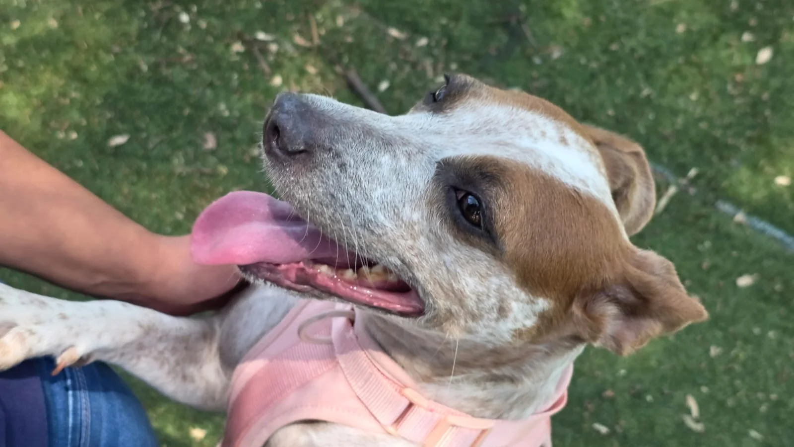 Jolette sonriendo durante su paseo