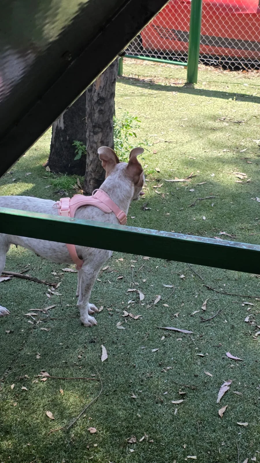 Jolette observando el parque