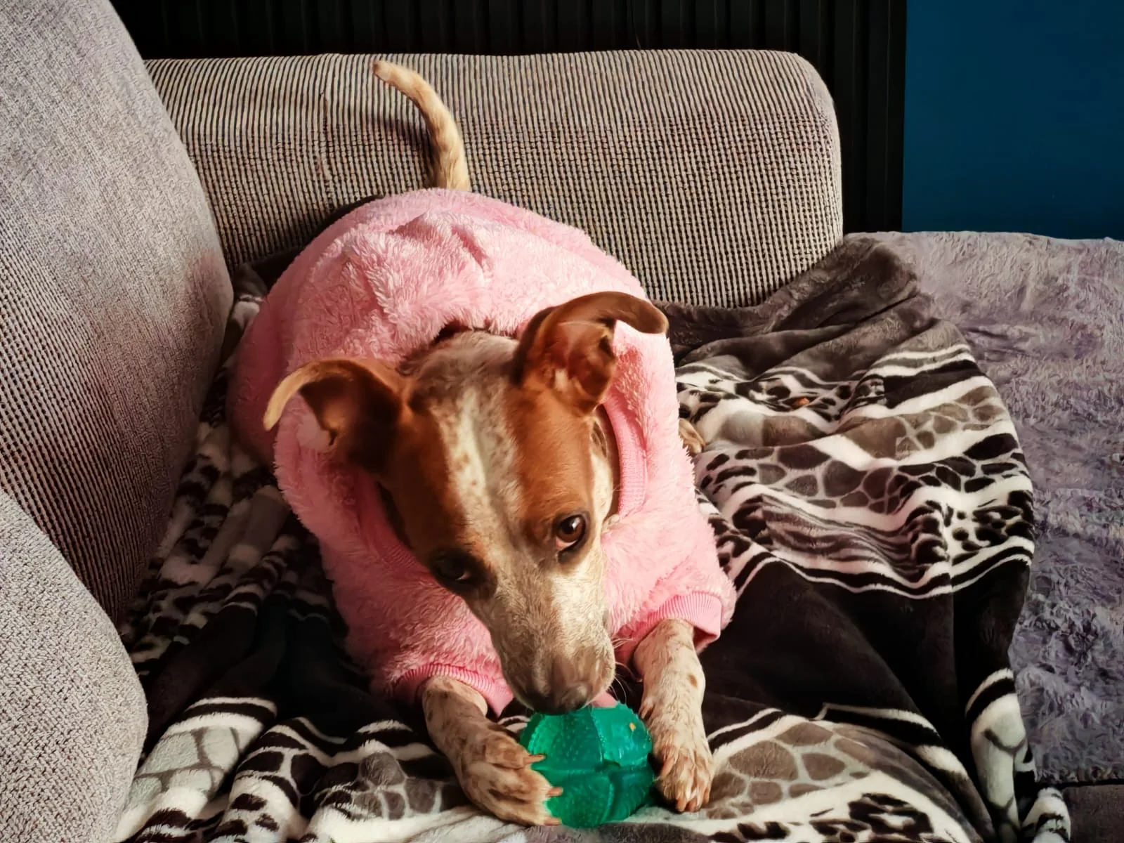Jolette en casa después de su baño, jugando con una pelota